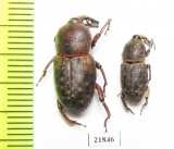 Curculionidae sp.  Zambia - INSECTS-STORE.RU