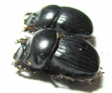 Dichotomius amplicollis  Mexico - INSECTS-STORE.RU