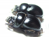 Dichotomius ascanius, pair  Brasilia - INSECTS-STORE.RU