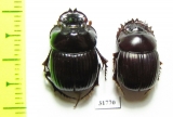 Dichotomius bicuspis, pair  Brasilia - INSECTS-STORE.RU