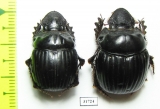 Dichotomius camargoi, pair  Peru - INSECTS-STORE.RU