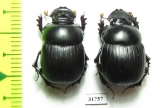 Dichotomius carbonarius, pair  Bolivia - INSECTS-STORE.RU