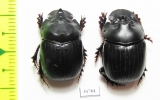 Dichotomius divergens, pair  Equador - INSECTS-STORE.RU