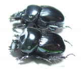 Dichotomius fissus, pair  Brasilia - INSECTS-STORE.RU