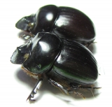 Dichotomius mammilatus, pair  Peru - INSECTS-STORE.RU