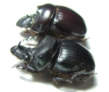 Dichotomius quinquelobatus, pair  Peru - INSECTS-STORE.RU