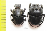 Attavicinus monstrosus, pair  Mexico (myrmecophilous) - INSECTS-STORE.RU