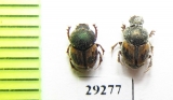 Onthophagus hoepfneri, pair  Mexico - INSECTS-STORE.RU