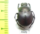 Deltochilum rubripenne  Argentina - INSECTS-STORE.RU