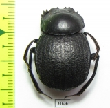 Deltochilum enceladum  Brasilia - INSECTS-STORE.RU