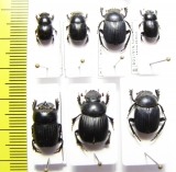 Scarabaeinae sp.  Bolivia - INSECTS-STORE.RU