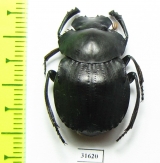 Deltochilum tesselatum arrowi  Ecuador - INSECTS-STORE.RU