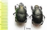 Onthophagus sp., pair  South Africa Rep. - INSECTS-STORE.RU