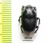 Liatongus gagatinus  Vietnam - INSECTS-STORE.RU