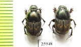 Scarabaeinae sp.  South Africa Rep. - INSECTS-STORE.RU