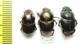 Scarabaeinae sp.  Thailand - INSECTS-STORE.RU