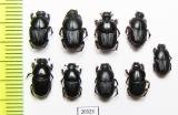 Scarabaeinae sp.  Thailand - INSECTS-STORE.RU