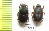 Scarabaeinae sp.  Thailand - INSECTS-STORE.RU