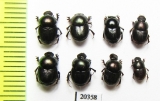 Onthophagus sp.  Thailand - INSECTS-STORE.RU