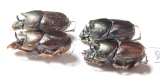 Scarabaeinae sp.  Thailand - INSECTS-STORE.RU