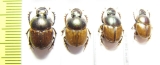 Digitonthophagus sp., pair  South Africa Rep. - INSECTS-STORE.RU