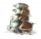 Digitonthophagus sp., pair  Sudan - INSECTS-STORE.RU