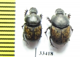 Onthophagus conspersus, pair  Afghanistan - INSECTS-STORE.RU