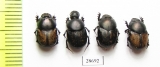 Onthophagus finschi  Uzbekistan - INSECTS-STORE.RU