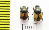 Onthophagus flagrans  Tajikistan - INSECTS-STORE.RU