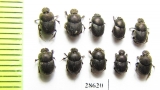 Onthophagus furcatus, pair  Russia, Ingushetia reg. - INSECTS-STORE.RU