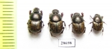 Onthophagus haroldi, pair  Uzbekistan - INSECTS-STORE.RU
