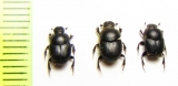 Onthophagus joannae, O.? angorensis  Turkey - INSECTS-STORE.RU