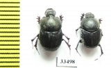 Onthophagus kabulicus  Afghanistan - INSECTS-STORE.RU