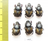 Onthophagus marginalis, pair  Russia, Astrakhan reg. - INSECTS-STORE.RU