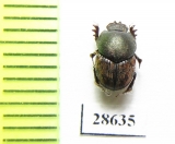 Onthophagus minax  Congo - INSECTS-STORE.RU