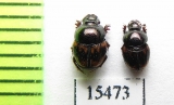 Onthophagus notatus  Burkina Faso - INSECTS-STORE.RU
