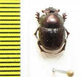 Onthophagus obenbergeri  Senegal - INSECTS-STORE.RU