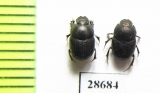 Onthophagus ruficapillus  Iran, Lorestan prov. - INSECTS-STORE.RU