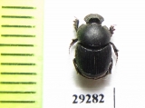 Onthophagus semicornis  Ukraina - INSECTS-STORE.RU