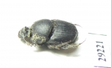 Onthophagus semicornis  Ukraina - INSECTS-STORE.RU