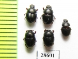 Onthophagus sp.  Burkina Faso - INSECTS-STORE.RU