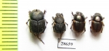 Onthophagus sp.  Namibia - INSECTS-STORE.RU
