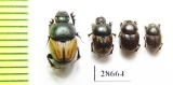 Onthophagus sp.  Namibia - INSECTS-STORE.RU