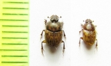 Onthophagus sp., pair  Namibia - INSECTS-STORE.RU