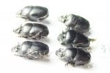 Onthophagus sp., pair  Ethiopia - INSECTS-STORE.RU