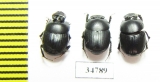 Onthophagus sp., pair  Ethiopia - INSECTS-STORE.RU
