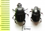 Onthophagus sp., pair  South Africa Rep. - INSECTS-STORE.RU