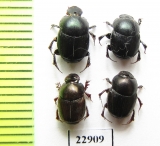 Onthophagus sp.  South Africa Rep. - INSECTS-STORE.RU