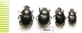 Onthophagus sp.  South Africa Rep. - INSECTS-STORE.RU