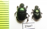 Onthophagus sp.  South Africa Rep. - INSECTS-STORE.RU